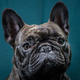 A French bulldog but not the French bulldog that died on the United flight
